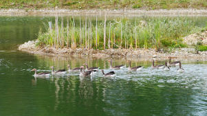 Großfamilie 'Graugans' unterwegs - in einem Weiher im Mindeltal.