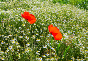 Buntes am Wegesrand.