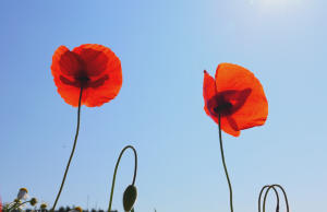 Mohnblumen im Gegenlicht.