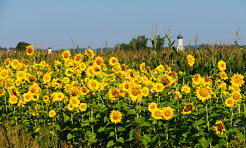 Geblendet von der Morgensonne - Sonnenblumen an einem Maisfeld, im Hintergrund lugen die Kirchtürme von Bayersried und Ursberg hervor.