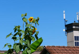 Hoch hinaus - wollen die Sonnenblumen in Nachbars Garten. (18.August 2023)