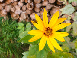 Sonnenblume mit Fliege - ein Schnappschuß am 5.19.2023