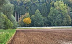 Ein herbstlicher Farbtupfer - südlich von Bayersried im Mindeltal ...