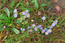 Gemeinsam sind wir groß - kleine Blümchen am Wegesrand