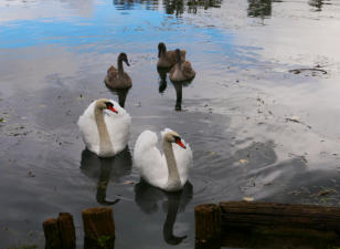 Familie Schwan