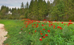 'Im zweiten Frühling' - wähnen sich offensichtlich diese Mohnblumen mit ihrem unvergleichlichen Rot. Nicht zu übersehen an der Strasse nach Ursberg/Bayersried westlich von Balzhausen. 12.10.2023.