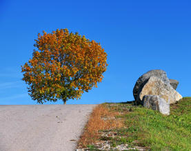 ... Der gleiche Baum, aus anderer Perspektive aufgenommen - hier am Hochwasserschutzdamm Balzhausen/Bayersried.