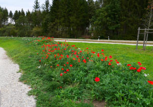 'Im zweiten Frühling' - wähnen sich offensichtlich diese Mohnblumen mit ihrem unvergleichlichen Rot. Nicht zu übersehen an der Strasse nach Ursberg/Bayersried westlich von Balzhausen. 12.10.2023.