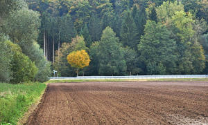 Ein herbstlicher Farbtupfer - südlich von Bayersried im Mindeltal ...