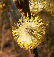 Start in den Frühling - Palmkätzchen unter die Lupe genommen. (19.3.2023)