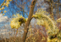 Start in den Frühling - Palmkätzchen unter die Lupe genommen. (19.3.2023)