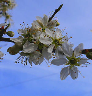 Schlehenblüte im Mindeltal.