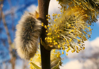 Start in den Frühling - Palmkätzchen unter die Lupe genommen. (19.3.2023)