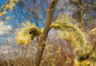 Start in den Frühling - Palmkätzchen unter die Lupe genommen. (19.3.2023)