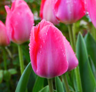 'Ich steh im Regen ... - Tulpe im Garten am 19.April 2023, Temperatur 8 Grad