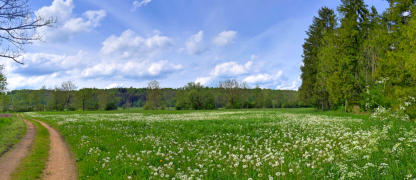 Der Löwenzahn hat die Farbe gewechselt - eine Laune der Natur.