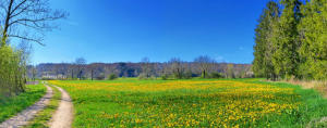 Frühling im Mindeltal - östlich von Mindelzell.