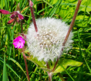 Blühendes und Verwelktes - entdeckt am Wegesrand.