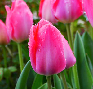 'Ich steh im Regen ... - Tulpe im Garten am 19.April 2023, Temperatur 8 Grad