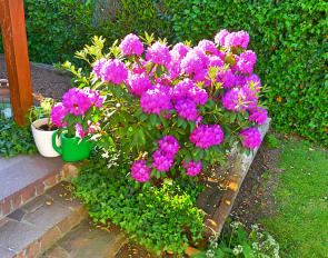 Ein Rhododendron im Garten - auf ihn ist Verlass - und das seit 46 Jahren.