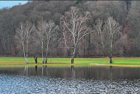 Vier Birken - 'nah am Wasser gebaut'. Im Mindelried bei Oberrohr am 14.12.2023.