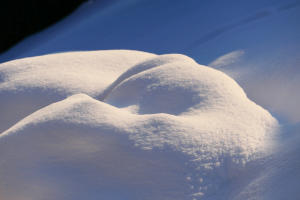 Buchsbäume im Winterschlaf.