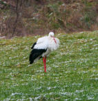 Ach, wär ich doch in den sonnigen Süden geflogen ... Diesen Gedanken wird nicht nur der Storch haben, der - aufgeplustert gegen den eisigen Wind - am Ufer der Hasel bei Balzhausen steht