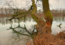 'Angeknappert' - des Bibers Werk an einem Weiher im Mindeltal.